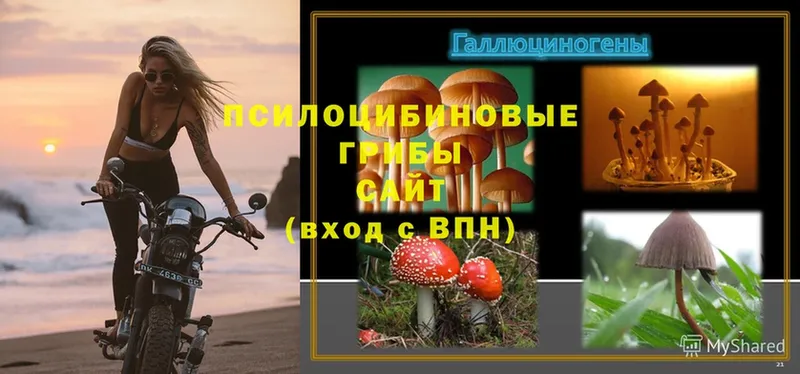 Галлюциногенные грибы MAGIC MUSHROOMS  omg ССЫЛКА  Болотное 